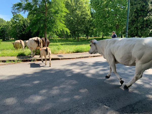 Allevamento razza Piemontese, Coldiretti: &quot;Misure efficaci per rilanciare un comparto fondamentale&quot;