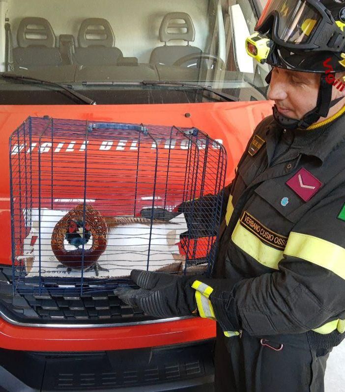 Un fagiano bloccato all'interno del supermercato Tigros salvato dai Vigili del fuoco