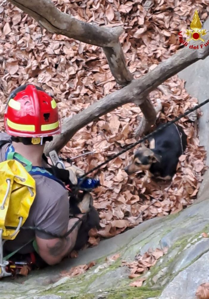 Soccorso dei vigili del fuoco a un cane caduto in un canalone sulle alture di Stresa
