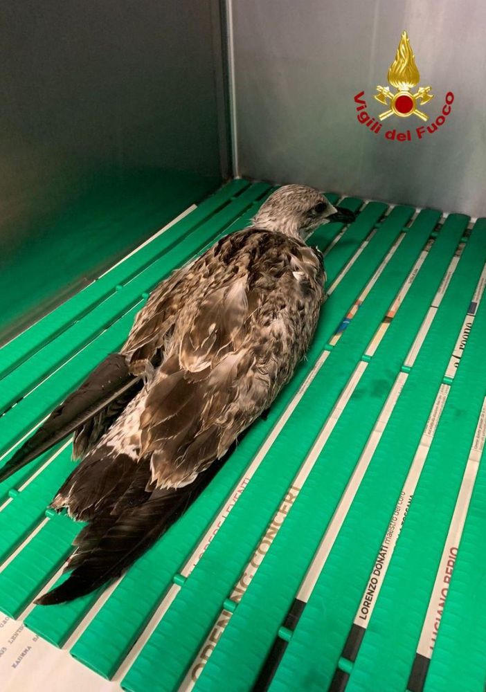 Vigili del fuoco volontari di Stresa salvano un gabbiano reale ferito