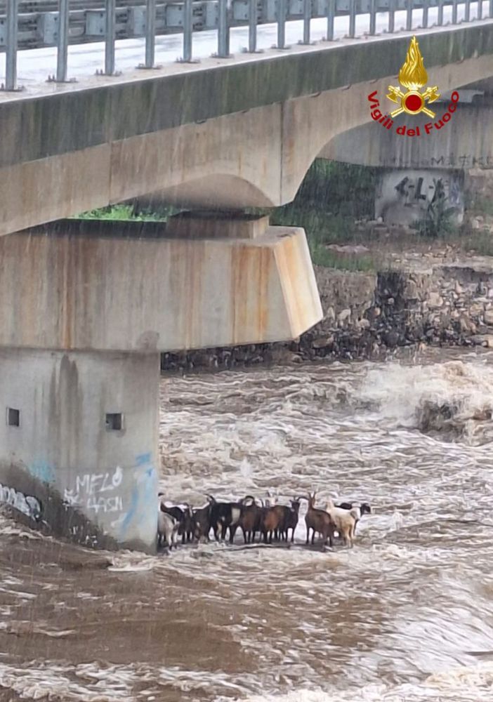 Vigili del fuoco salvano capre e pecore bloccate nelle acque del torrente Strona  FOTO e VIDEO