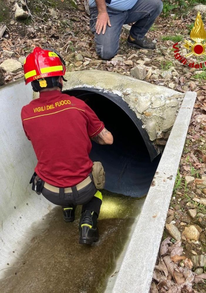 Capriolo incastrato in un cunicolo, liberato dai Vigli del fuoco