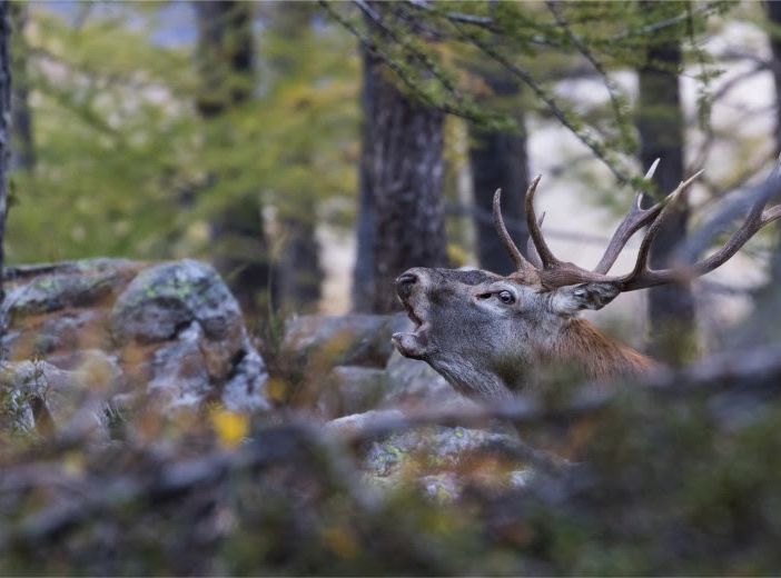 Dall’Ossola al Ticino: racconti di biodiversità