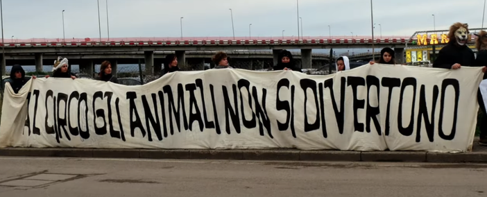 “L’ultimo spettacolo” arriva a Verbania: al cinema la storia della più grande liberazione di animali da un circo