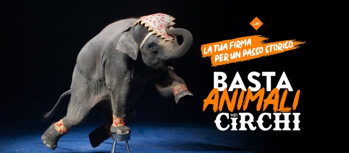 Stop agli animali nei circhi: anche nel Vco i tavoli per firmare la petizione