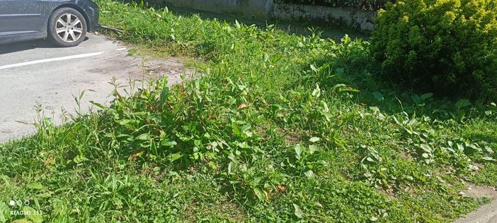 Lamentele dei cittadini per la cura delle aiuole a Cireggio