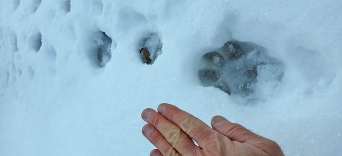 Lupi e ibridazione: nuove scoperte nelle Alpi piemontesi con il progetto Life Wolfalps eu