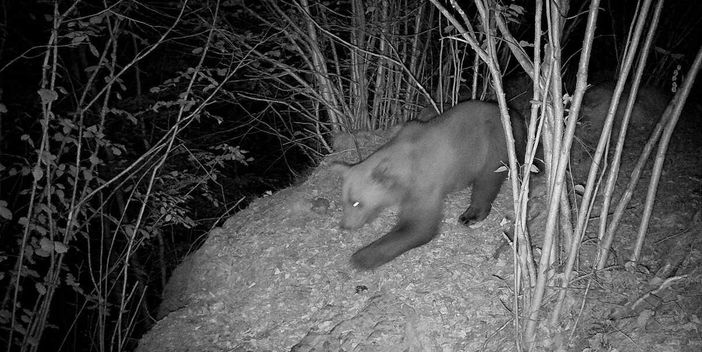 "Potrebbe esserci un altro orso nel Parco Val Grande?"