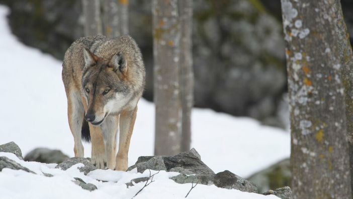 Esemplare Centro Uomini Lupi (F. Panuello)