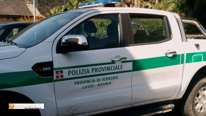 Polizia provinciale, nel 2024 sono cresciute le attività per il controllo dei cinghiali
