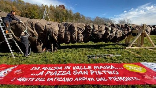 Arriva dal Piemonte l'albero di Natale di Piazza San Pietro