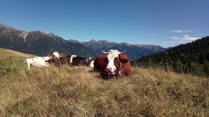 Il comitato allevatori del Vco entra nel coordinamento nazionale Conapi Il comitato allevatori del Vco entra nel coordinamento nazionale Conapi