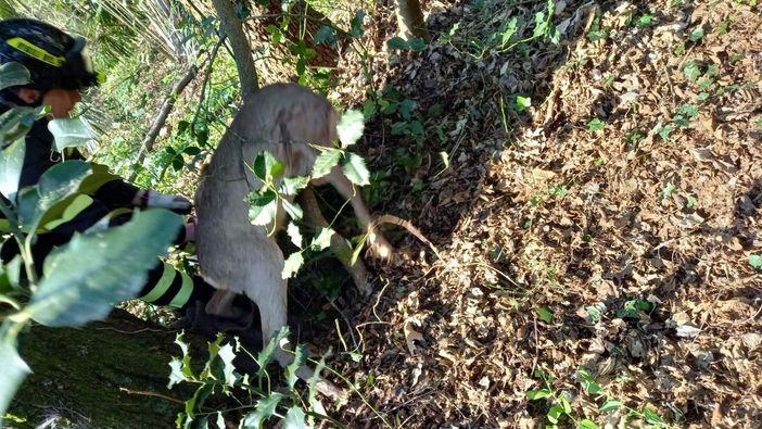 Capriolo imprigionato in una rete: intervengono i vigili del fuoco
