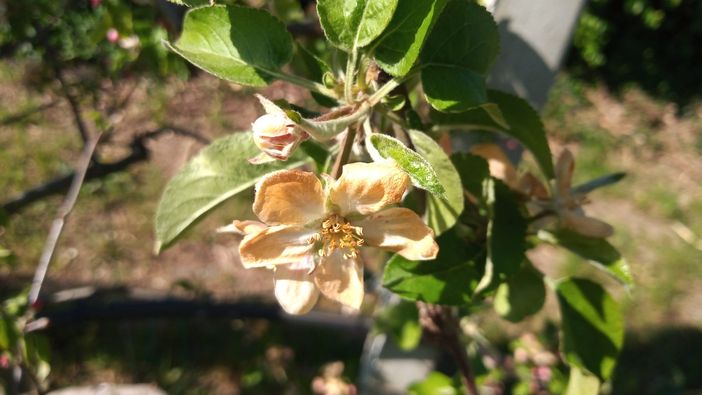 Gelo, Coldiretti Novara - Vco: seri danni nelle vigne, sulla verdura, sui frutteti e per gli apicoltori