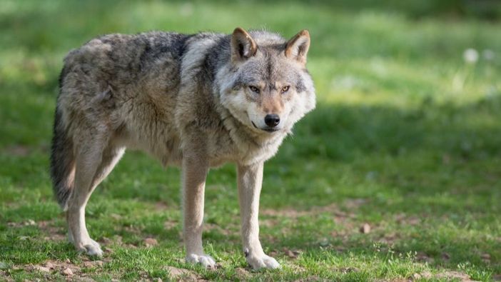 Coldiretti Piemonte, lupo: subito indennizzi a sostegno delle imprese