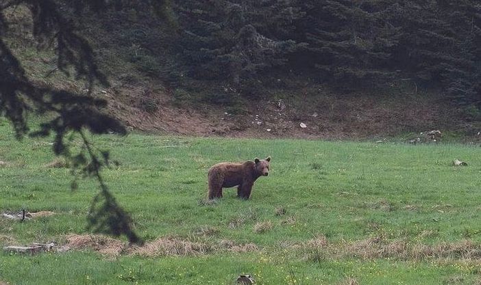 Un orso fotografato in Vigezzo, ma è una fake news Un orso fotografato in Vigezzo, ma è una fake news