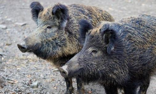 “Coldiretti Piemonte -Psa: trasferire subito stanziamenti alle imprese” “Coldiretti Piemonte -Psa: trasferire subito stanziamenti alle imprese”