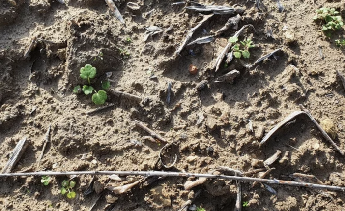 Siccità, Confagricoltura: "Raccolti a rischio"