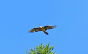 Alla scoperta degli animali dei parchi ossolani: il gipeto