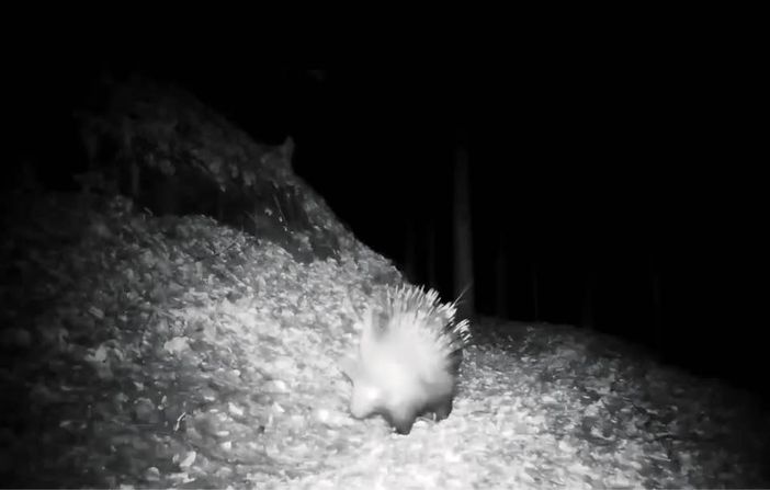 Istrice avvistato in una valle dell’Ossola: primo riscontro certo nel Nord Piemonte Istrice avvistato in una valle dell’Ossola: primo riscontro certo nel Nord Piemonte