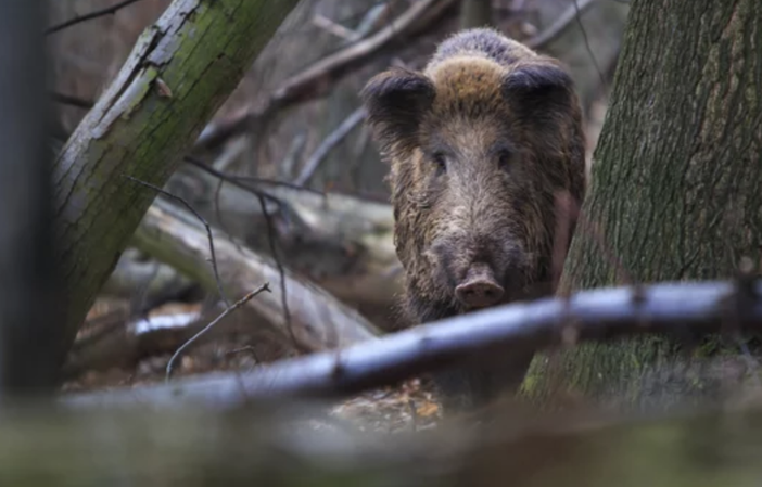 Peste suina, Coldiretti: “Bene nomina commissario, ora accelerare su misure straordinarie per contenere i cinghiali” Peste suina, Coldiretti: “Bene nomina commissario, ora accelerare su misure straordinarie per contenere i cinghiali”