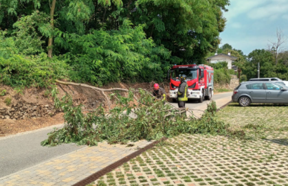 Pianta cade sulla strada a Belgirate Pianta cade sulla strada a Belgirate