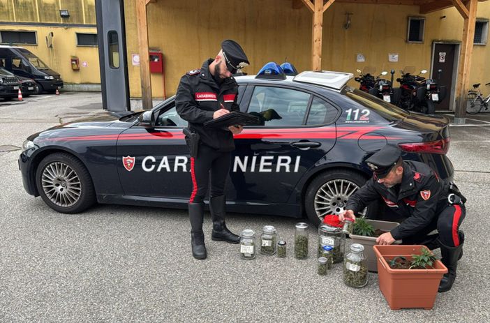 Nascondeva una serra rudimentale per la coltivazione di marijuana: arrestato un 20enne verbanese Nascondeva una serra rudimentale per la coltivazione di marijuana: arrestato un 20enne verbanese