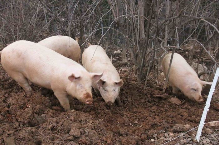 Biosicurezza allevamenti suini: aumentata la dotazione finanziaria a 8,6 milioni di euro Biosicurezza allevamenti suini: aumentata la dotazione finanziaria a 8,6 milioni di euro