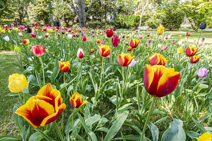 A Villa Taranto è "Festa delle Bulbose" A Villa Taranto è "Festa delle Bulbose"