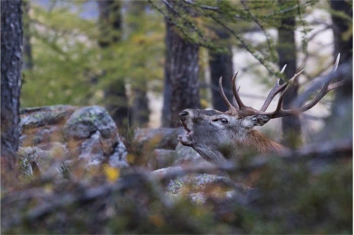 Dall’Ossola al Ticino: racconti di biodiversità
