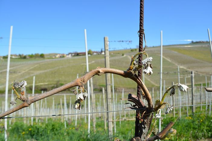 Coldiretti Piemonte: &quot;Allarme gelo, grandi rischi per tutte le coltivazioni&quot;
