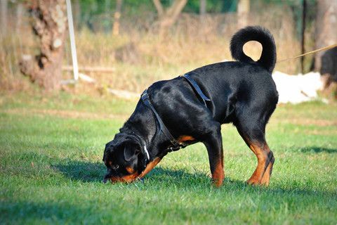 Segugi dal Canton Ticino per ritrovare il corpo di Saman Abbas Segugi dal Canton Ticino per ritrovare il corpo di Saman Abbas