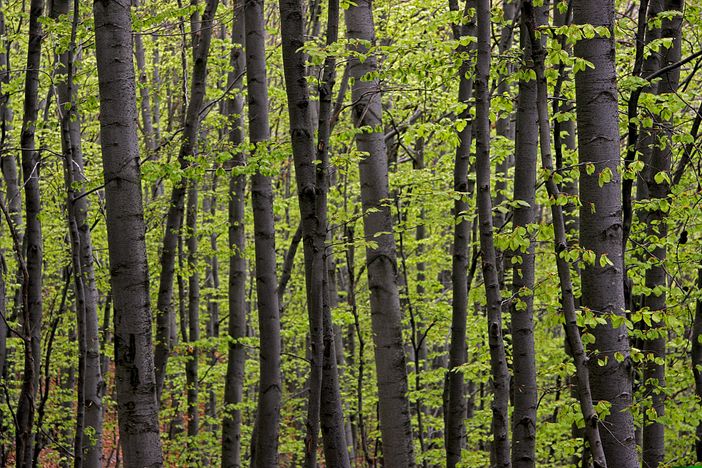“Piantare dove si può e gestire dove si deve, qualche considerazione per la Giornata degli Alberi”