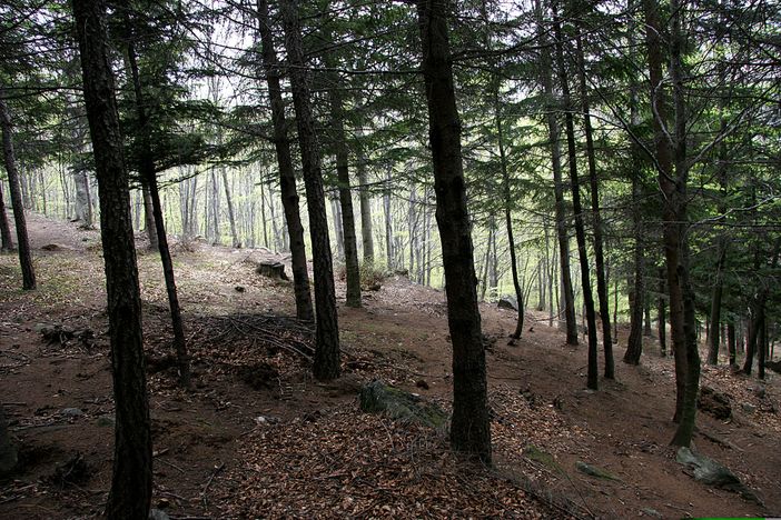 Coldiretti Piemonte, giornata foreste: serve cambio di passo su gestione dei boschi