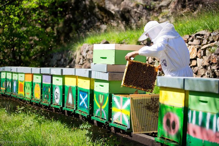 Estate senza miele: produzione crollata del 90%
