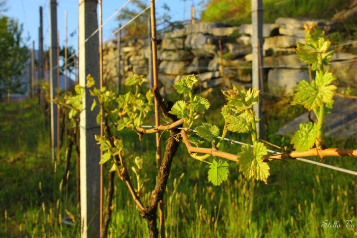 Il GAL incontra le aziende agricole, trasformatori alimentari e imprese turistiche Il GAL incontra le aziende agricole, trasformatori alimentari e imprese turistiche