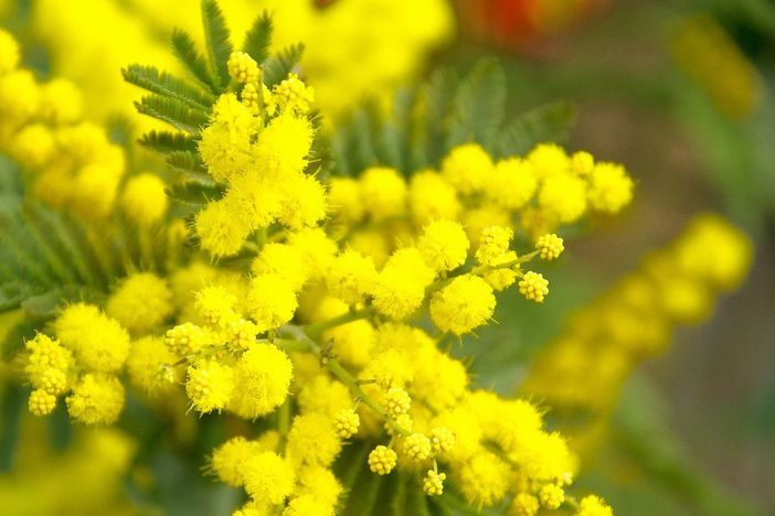 Perché l’8 marzo non è solo la “Festa della donna”