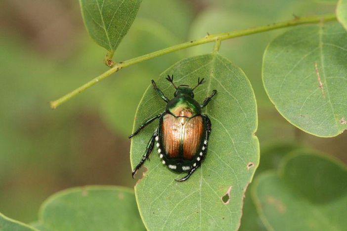 Lotta alla Popillia japonica Newman in Piemonte