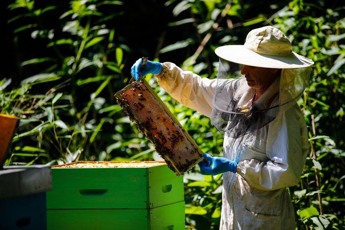 Giornata mondiale delle api: alla scoperta dell’apiario di Parco Pallavicino