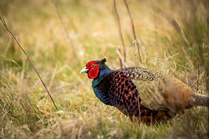 Fauna selvatica, il Piemonte aggiorna le regole: via libera in Commissione alle nuove Zrc Fauna selvatica, il Piemonte aggiorna le regole: via libera in Commissione alle nuove Zrc