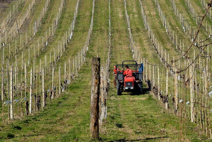 Aiuti agricoltura in ritardo, Agea: "La realtà dei fatti non è questa"