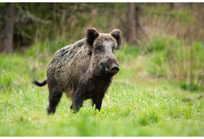 Coldiretti Novara-Vco presenta al prefetto la mobilitazione contro l’emergenza cinghiali Coldiretti Novara-Vco presenta al prefetto la mobilitazione contro l’emergenza cinghiali