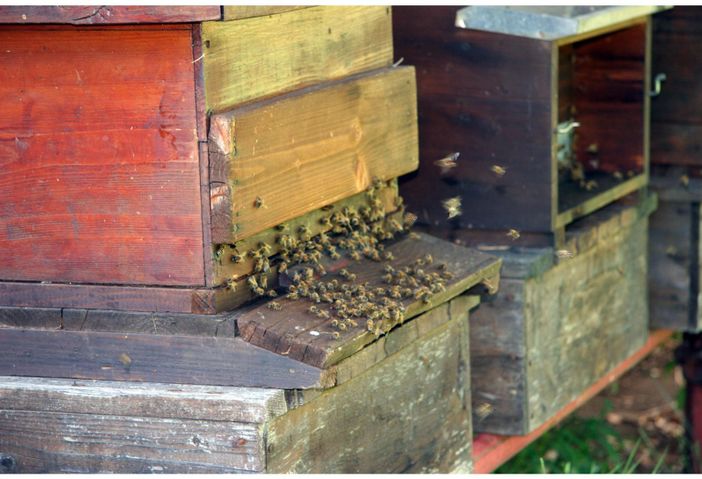 Panza: Sostegno della Lega all’apicoltura italiana Panza: Sostegno della Lega all’apicoltura italiana