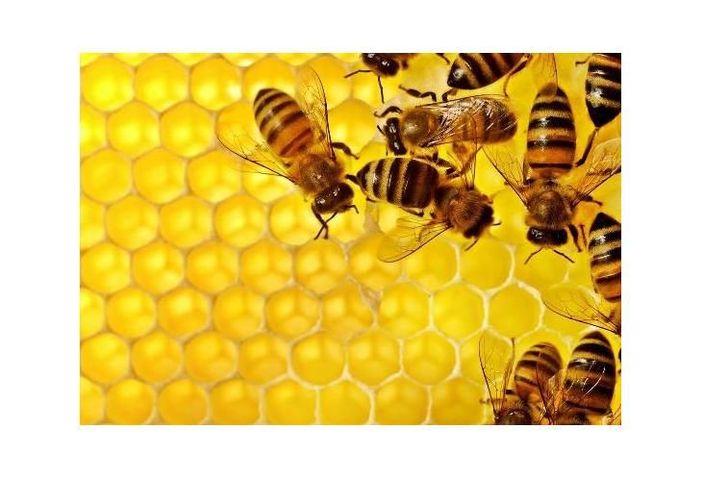 Allarme di Coldiretti: ''L'import sleale di miele danneggia i produttori italiani''