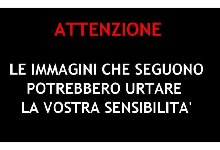 A caccia a bordo di un'auto come se fosse un safari, scoperti dalla Provinciale due cacciatori FOTO E VIDEO A caccia a bordo di un'auto come se fosse un safari, scoperti dalla Provinciale due cacciatori FOTO E VIDEO