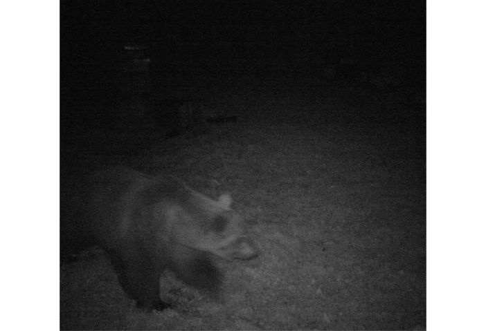 Orso avvistato sopra Masera