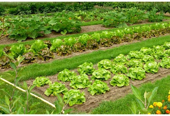 Orti familiari: tornano per 4 italiani su 10 e combattono lo stress da pandemia Orti familiari: tornano per 4 italiani su 10 e combattono lo stress da pandemia