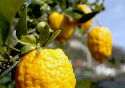Torna, in versione digitale, la festa degli Agrumi di Cannero Riviera