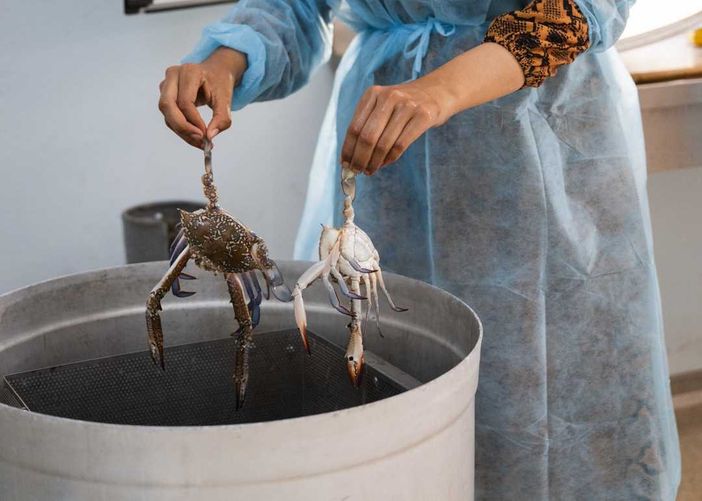 Per Artusi il granchio blu e’ un business ma anche un aiuto ai pescatori Per Artusi il granchio blu e’ un business ma anche un aiuto ai pescatori