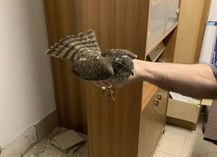 Rapace bloccato tra le vetrate del centro commerciale, salvato dai Vigili del fuoco